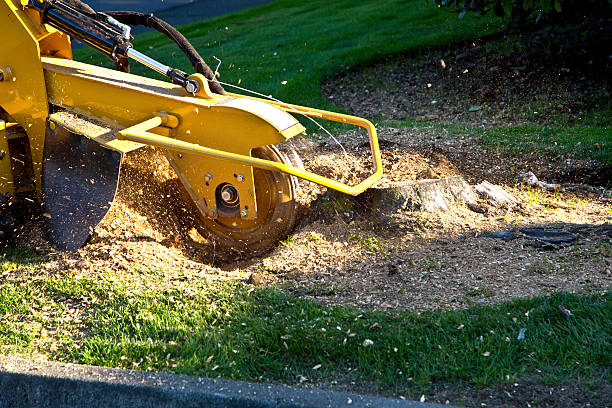 Best Tree Preservation Services  in Keyes, CA