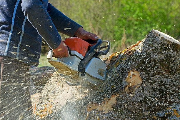 Professional Tree Removal in Keyes, CA