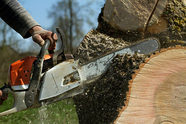 Best Lawn Maintenance Plans  in Keyes, CA